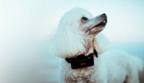 ¿Cómo rastrear un animal sin tener que ponerle un chip? 