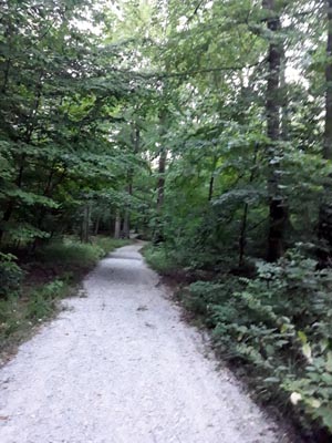 Los bosques cementerios de Alemania