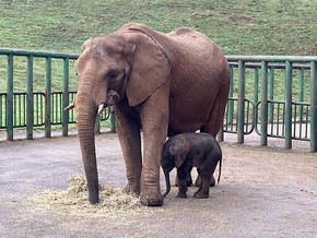 El Parque de Cabárceno consolida su liderazgo mundial en la reproducción de elefante africano
