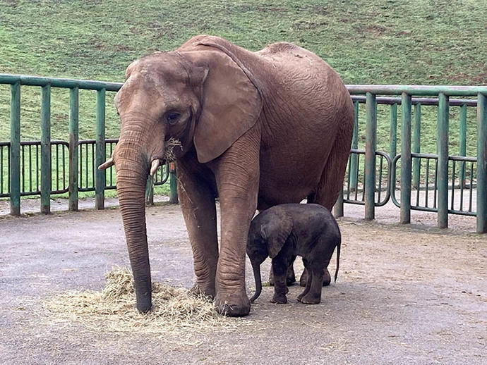 El Parque de Cabárceno consolida su liderazgo mundial en la reproducción de elefante africano