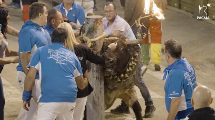 PACMA documenta el toro embolado de Onda que casi cuesta la vida a un hombre