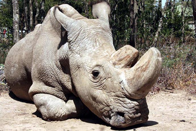 Así luce Sudán, el último rinoceronte blanco macho del mundo. www.olpejetaconservancy.org