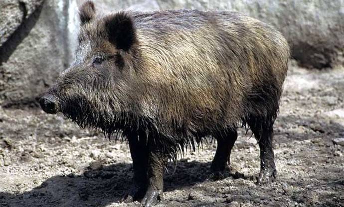 Jabalí (Sus scrofa)