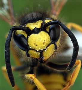 Avispa Chaqueta Amarilla