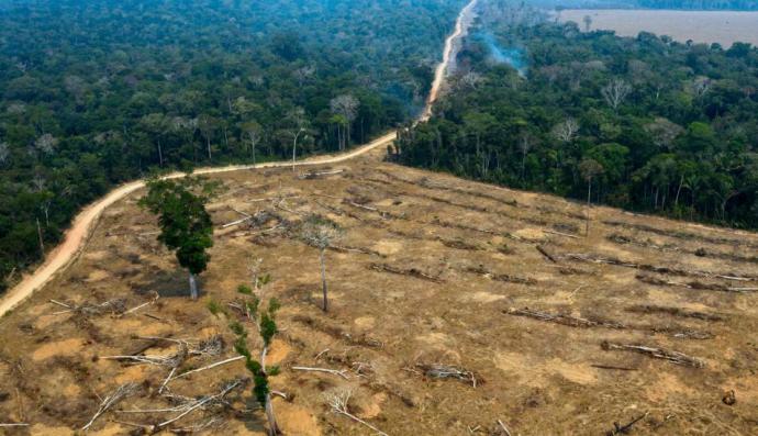 Deforestación de la Amazonía brasileña creció 91% de enero a agosto