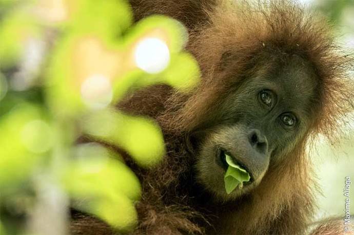 Un Tapanuli orangután registrado por la Universidad de Zurich.  Maxime Aliaga - Universidad de Zurich