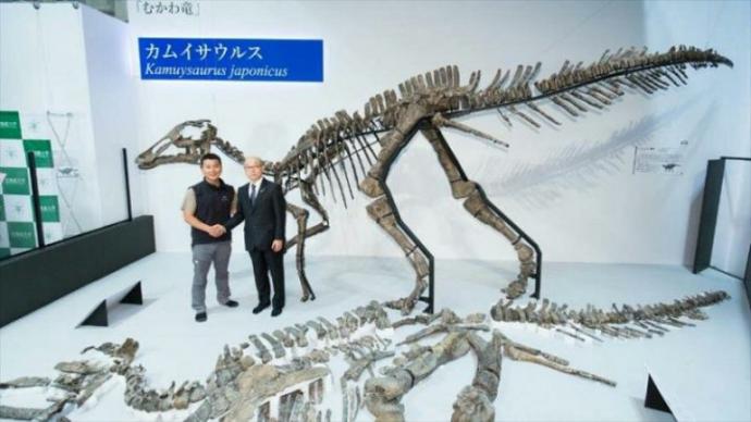 El esqueleto reconstruido de una nueva especie de dinosaurio, nombrado “Kamuysaurus japonicus”, en Japón. (Imagen de https://www.hispantv.com/ )