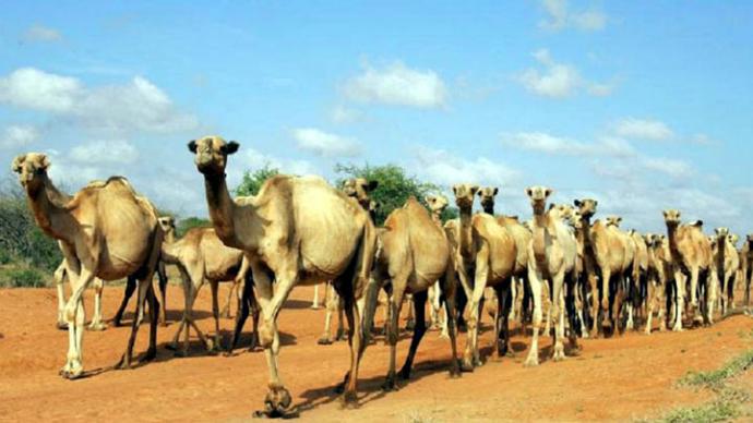 Policía de Kenia usará camellos en la seguridad de la frontera con Somalia