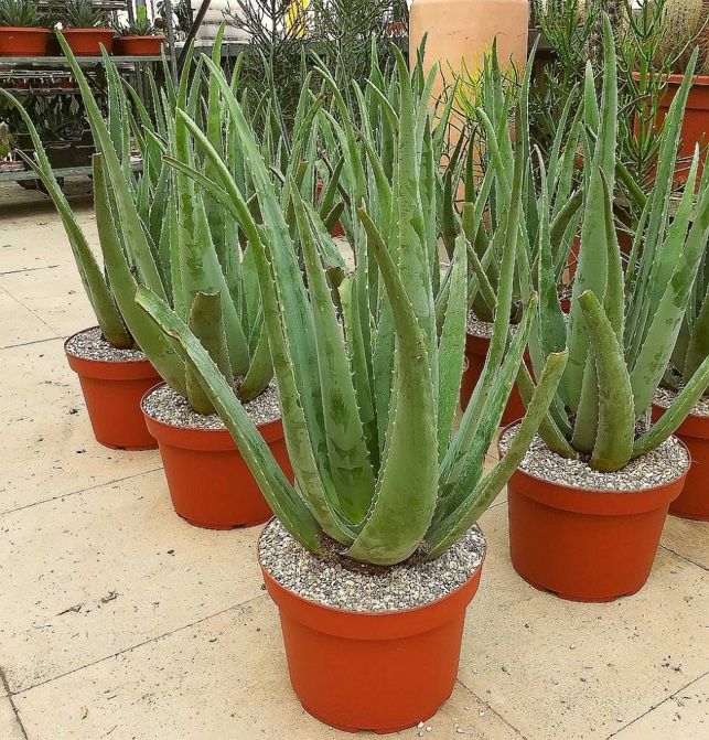 Trucos para hacer que tu planta de aloe vera no muera nunca