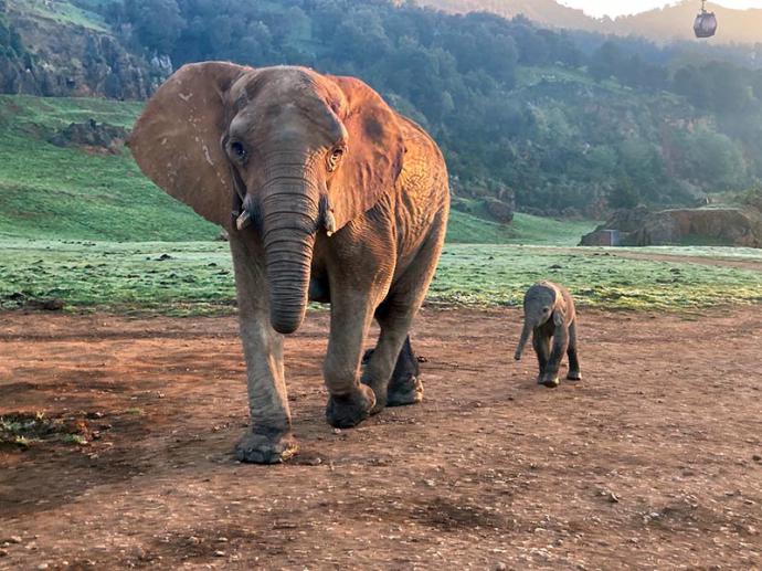 El Parque de la Naturaleza de Cabárceno da la bienvenida al vigesimocuarto elefante africano nacido en sus instalaciones