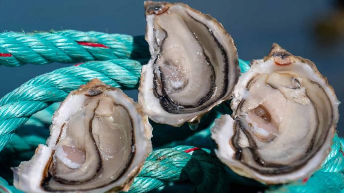 Las ostras de MarConil se comercializarán próximamente.
