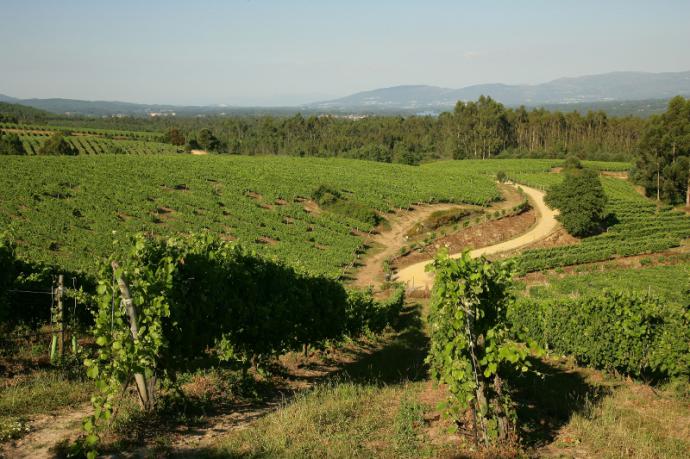 Terras Gaudas robotiza su viñedo