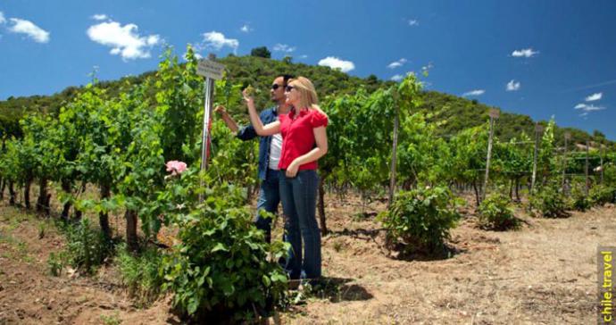 Marzo: mes del vino y enoturismo en la región del Maule