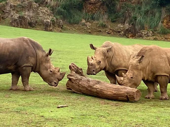 El Parque de la Naturaleza de Cabárceno bate el récord histórico con 636.645 visitantes