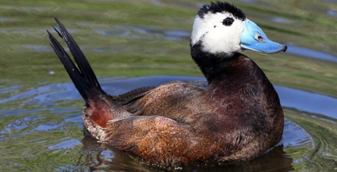 La Diputación fomenta el turismo ornitológico con recomendaciones sobre rutas y avistamiento de aves