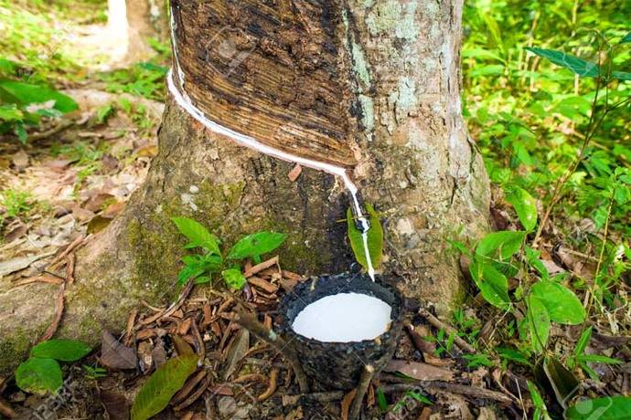 Recogiendo la savia del árbol del caucho, en la selva amazónica…