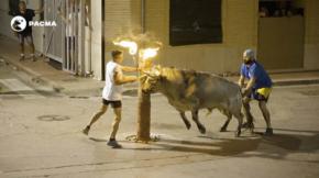 PACMA documenta el embolado de un toro en 'shock' en Puzol: 'fue sometido a un estrés excepcional'