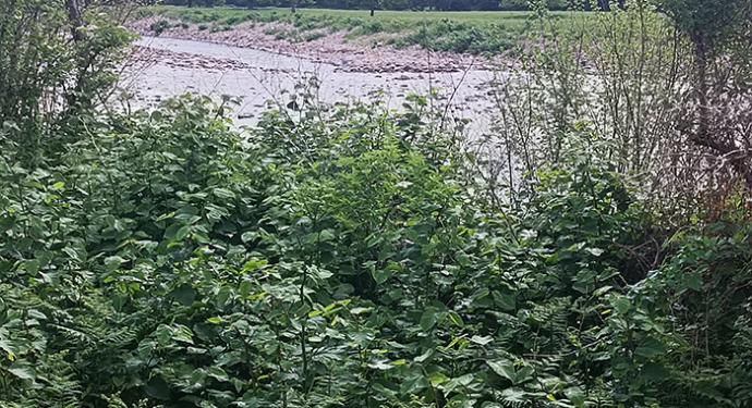 La empresa Tragsa empleará dos años en luchar contra la planta invasora en los márgenes del río Saja