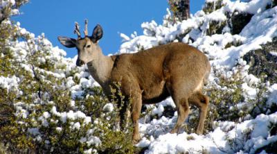 Chile tiene casi el 15% de su territorio convertido en parque y reservas naturales protegidas