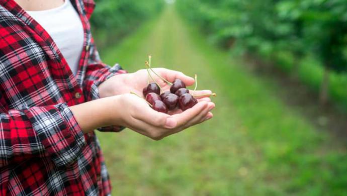 Cerezas: Descubre sus beneficios para la salud