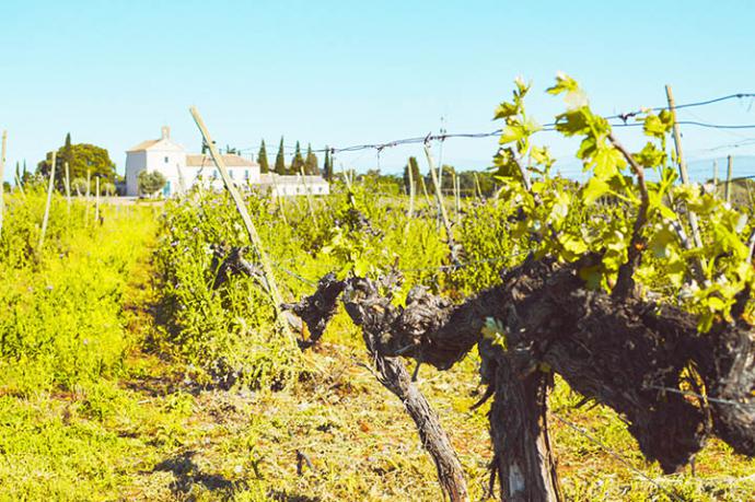 Bodegas Marqués de Griñón abre sus puertas al público