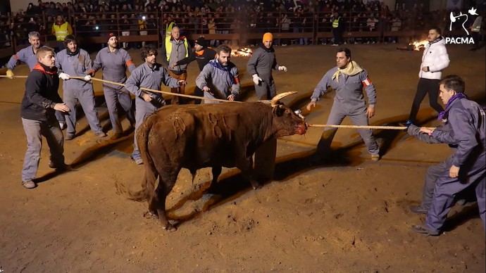 PACMA documenta el Toro de Júbilo 'más bochornoso de la historia': “es falso que se haya desarrollado sin incidentes”