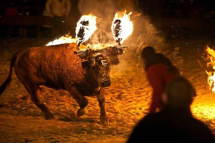 Un toro “embolao” durante unos festejos populares