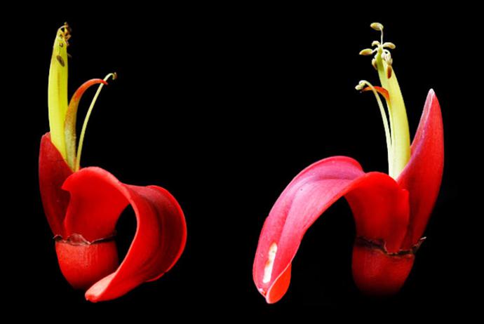Javier Abella. Construcción y deconstrucción fotográfica de la flor del Ceybo
 