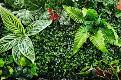  Hierbas tropicales