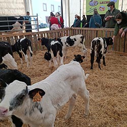 Cantabria: La Feria de la Leche elaboró el queso fresco más grande de Cantabria