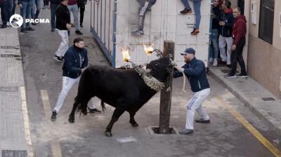 El vídeo de PACMA que pone los pelos de punta: un toro brama desesperadamente al ser embolado en Castelló