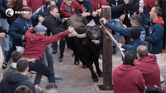 El vídeo de PACMA que pone los pelos de punta: un toro brama desesperadamente al ser embolado en Castelló