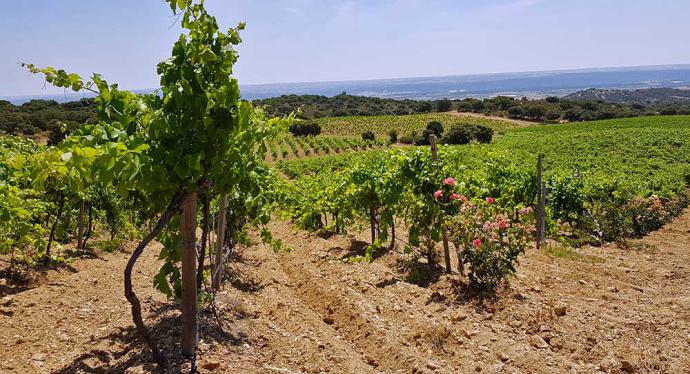 Viñedos de Bodegas Nueva Valverde