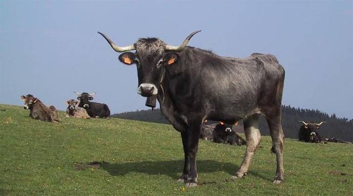 Mancomunidad Campoo-Cabuérniga: 5.400 animales pastarán este verano en los puertos de Sejos y Palombera