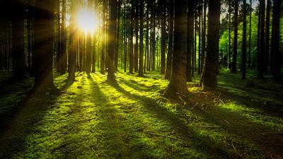 Cómo salvar bosques con nulo impacto ambiental