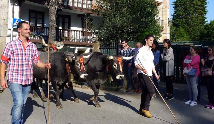 Miles de personas asisten en Cabezón de la Sal a la “Olimpiada” del ganado tudanco