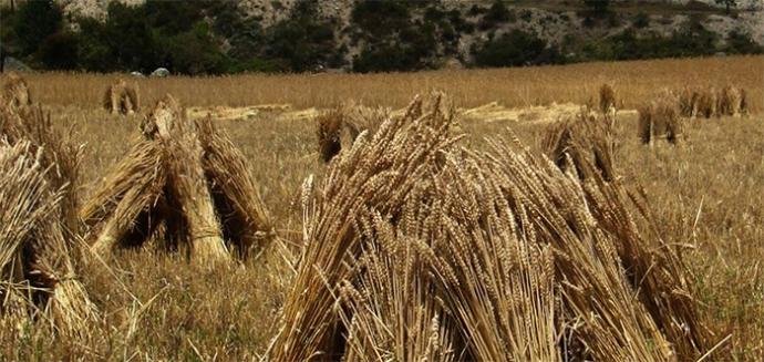 La Dependencia al trigo norteamericano es una amenaza a la soberanía alimentaria colombiana
