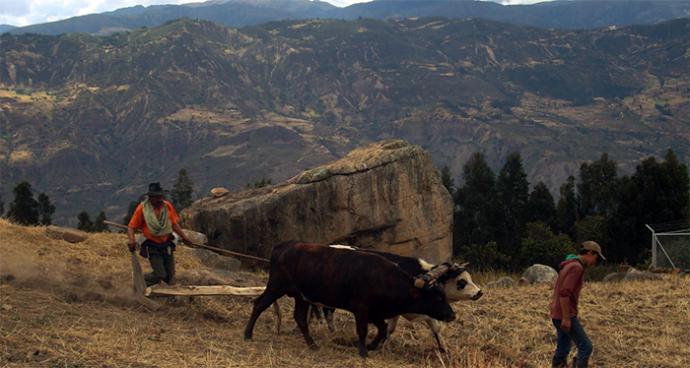 La Dependencia al trigo norteamericano es una amenaza a la soberanía alimentaria colombiana