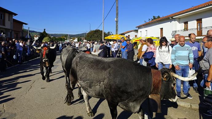Más de 600 reses participaron en la Olimpiada del Tudanco pertenecientes a 16 ganaderías