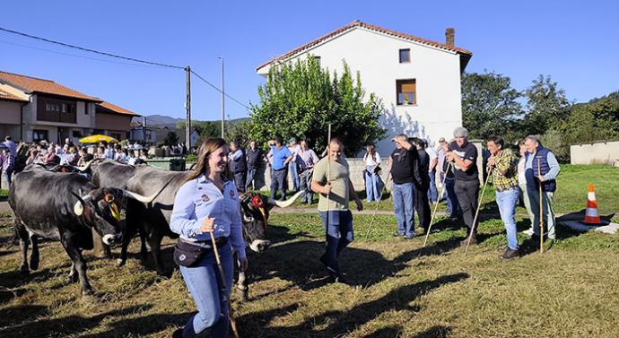 Más de 600 reses participaron en la Olimpiada del Tudanco pertenecientes a 16 ganaderías