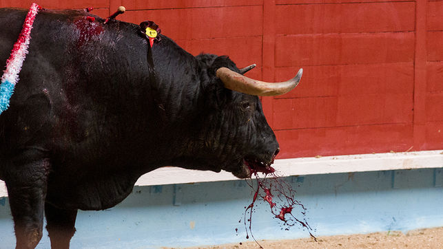 Un toro vomitando sangre. Foto: colectivobritches.com