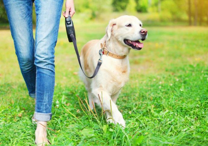 Pasear al perro está permitido