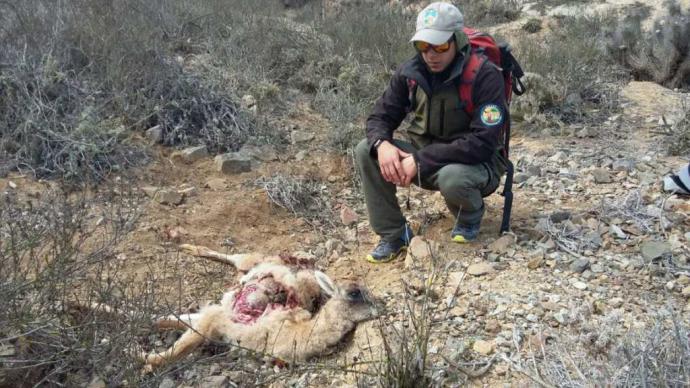 Los perros asilvestrados atacan la fauna nativa, como este guanaco en el Parque Nacional Llanos de Challe. Crédito: Conaf.