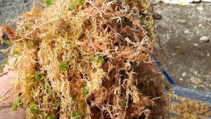 El sphagnum moss ,  es el musgo que sostiene el barro que acoge nuestras plantas favoritas,