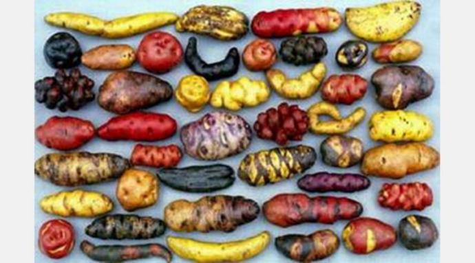 Las Patatas (Papas) nativas chilotas, patrimonio de la Humanidad