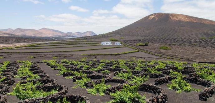 Vinos volcánicos y dónde encontrarlos