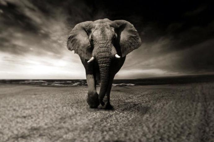 •	Los elefantes africanos, que necesitan beber entre 150 y 300 litros de agua, se quedarán sin su principal fuente de vida. 