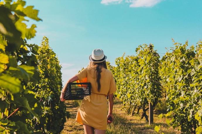 Vino: El mundo líquido en versión femenina