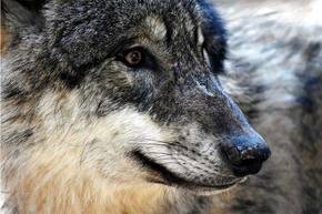 Ofrecen millonaria recompensa por información sobre ataque a lobo en parque de EE.UU.