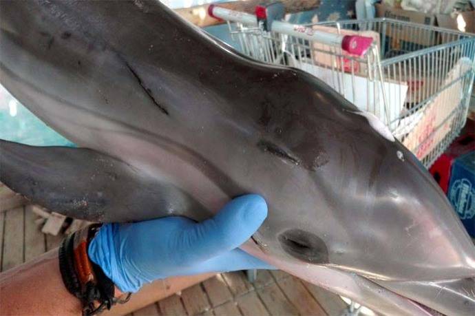 Muerte de una cría de delfín rodeada de bañistas causa indignación en España